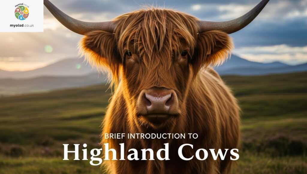 Brief Introduction to Highland Cows