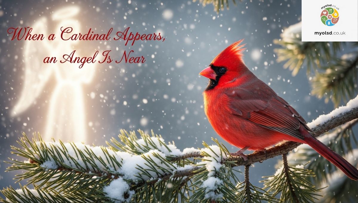 Where did the belief about cardinals and angels originate?